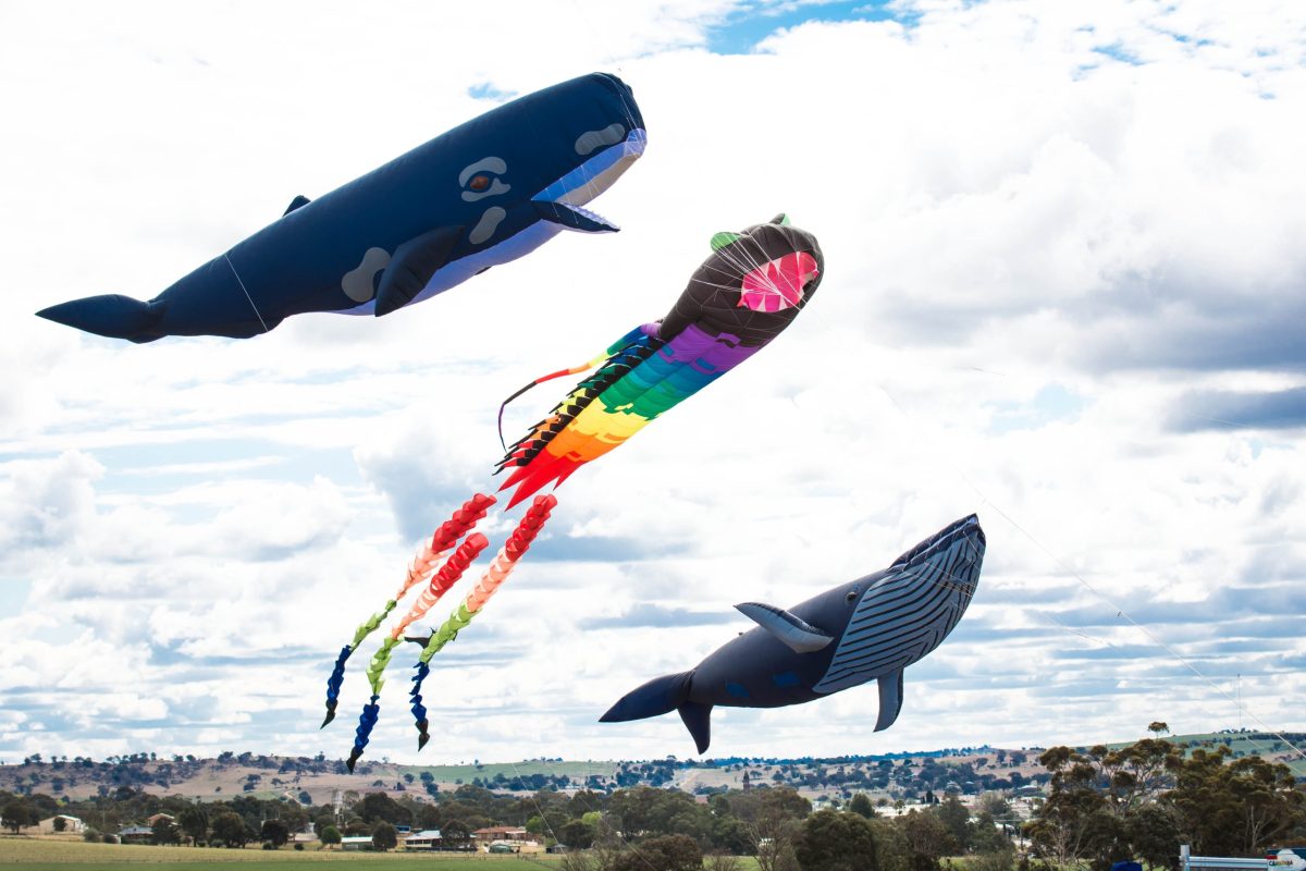 three large kites - two of them whales - flying above Harden racecourse