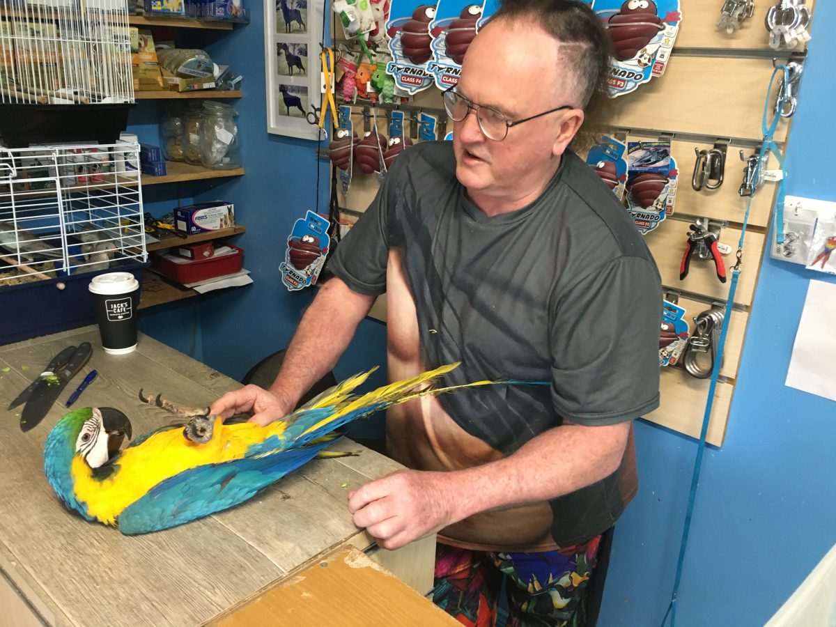 Mashall, a 10-month-old macaw, lies on its back while playing with John Stephenson.
