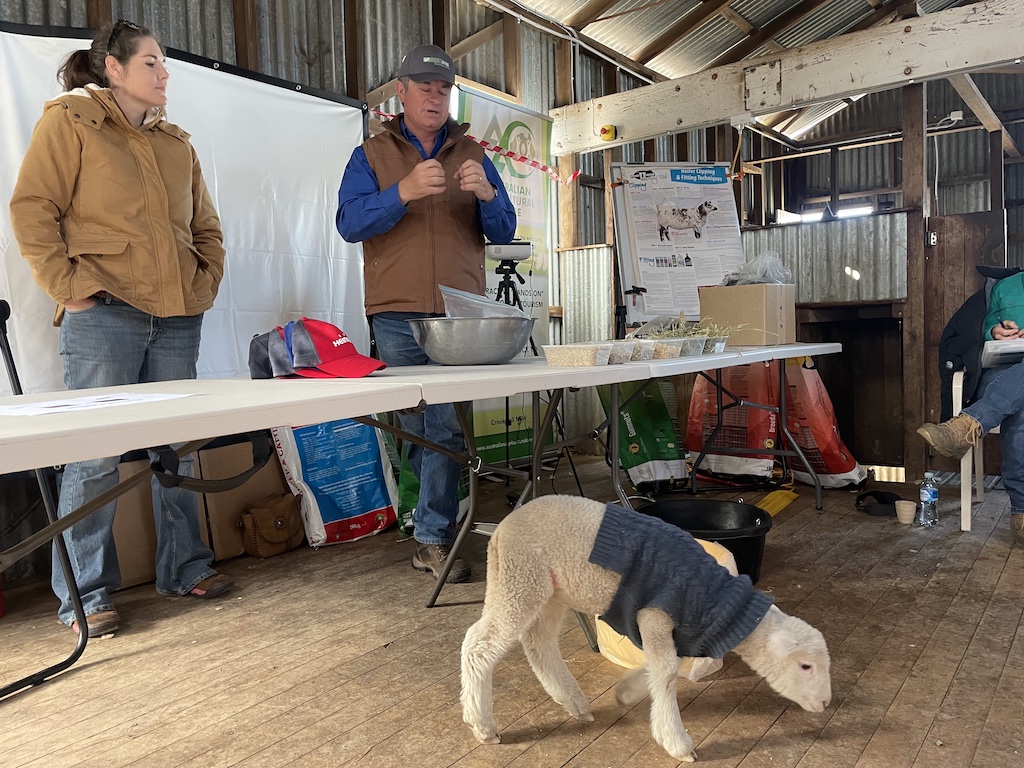 Two people behind tables, with a lamb in front.