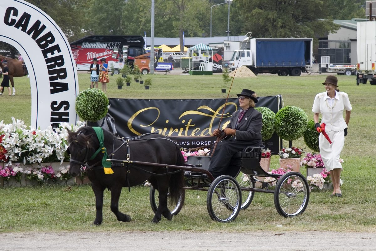 Woman harness driving