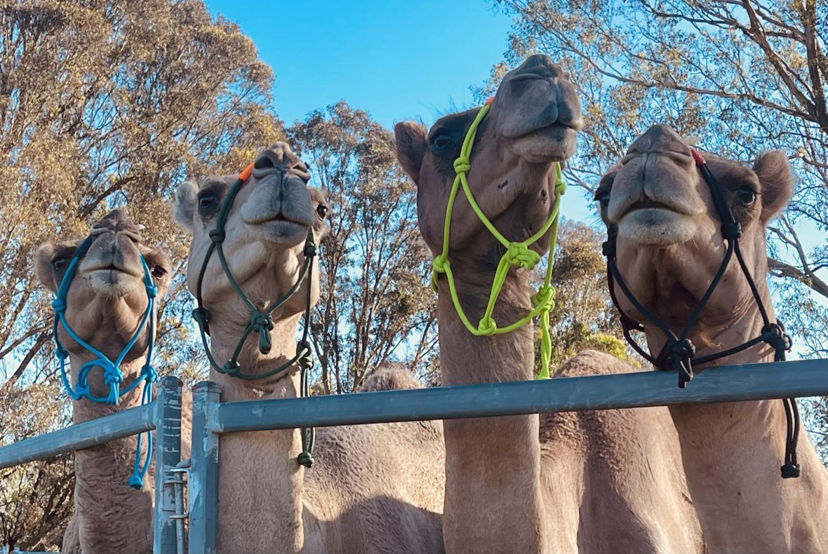 Four camels in harnesses