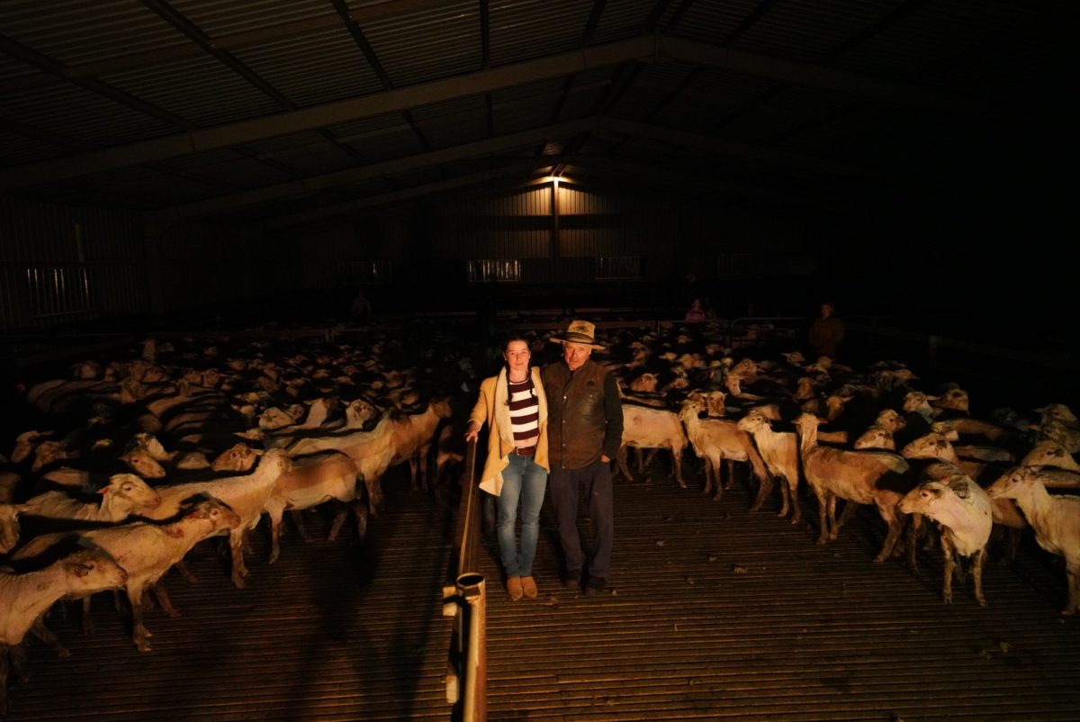 Woman and man in shed surrounded by shorn sheep 