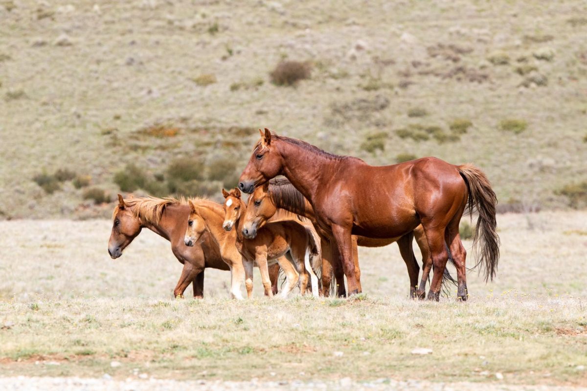 Mob of wild horses in KNP. Copyright image.