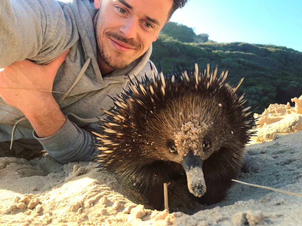 man and echidna