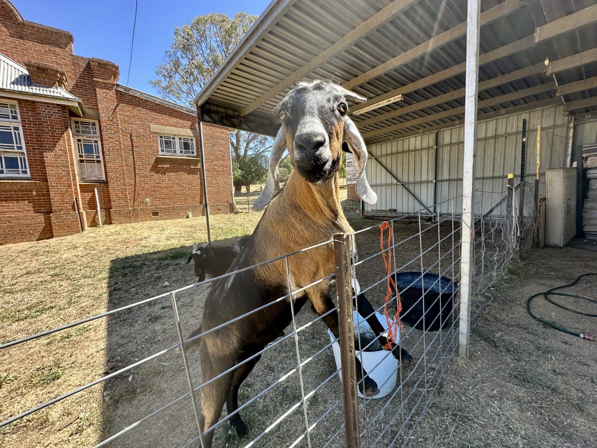 goat on farm