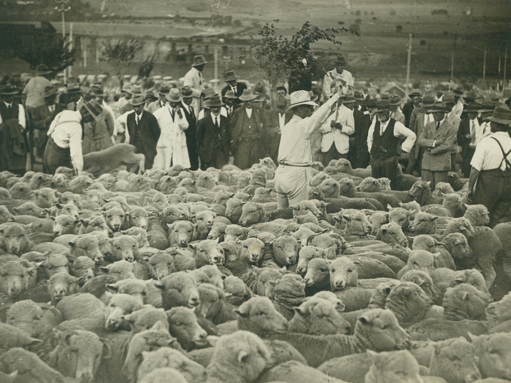 Leslie Wheatley auctioning sheep at the Goulburn saleyards in 1924.