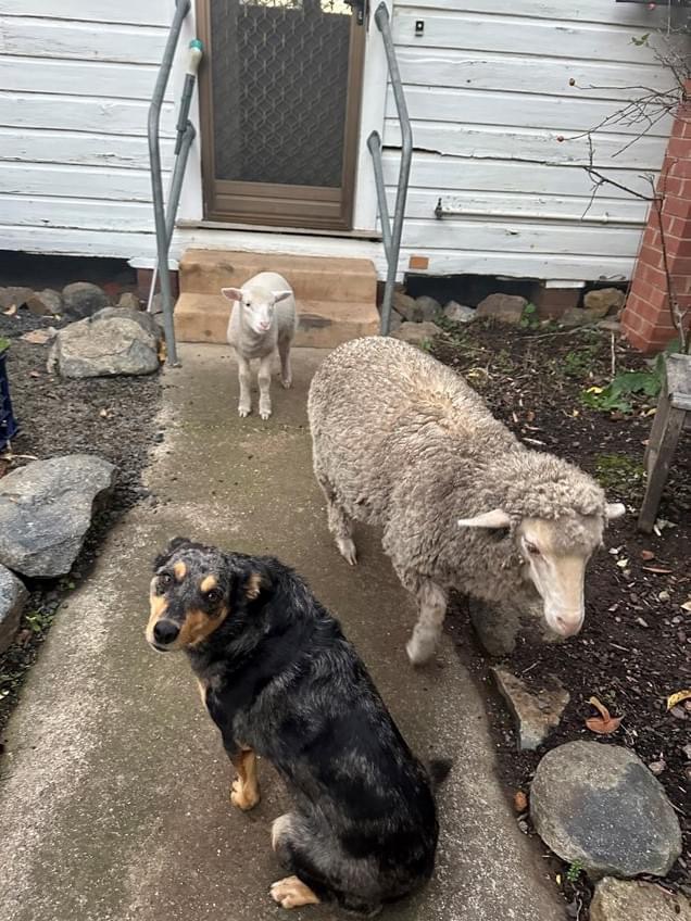 Lamb, sheep and dog