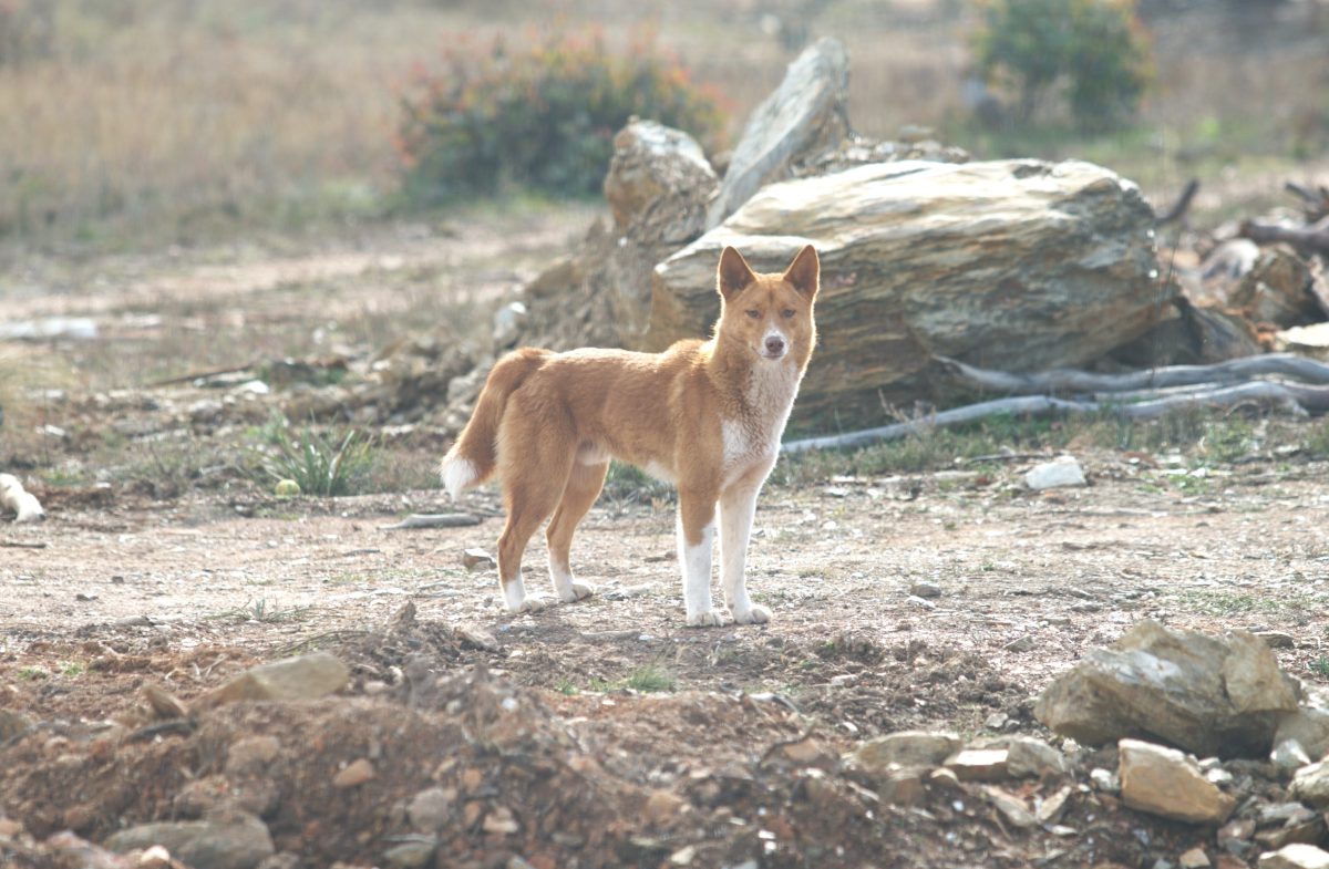 A orange-and-white dog standing and looking at the camera