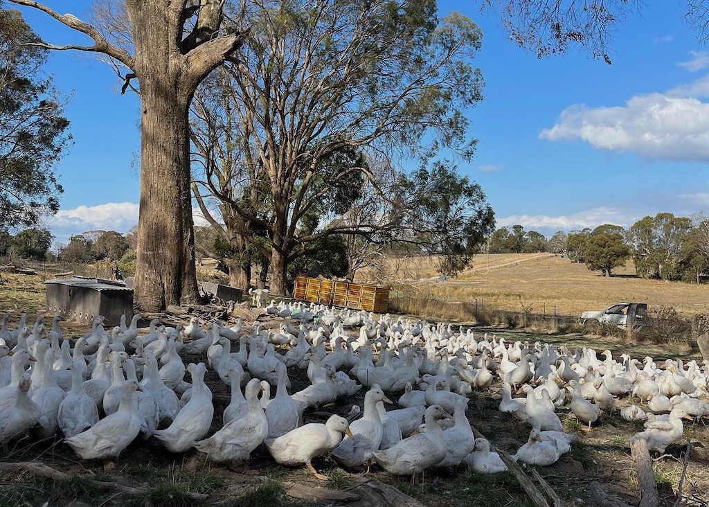 ducks on a farm