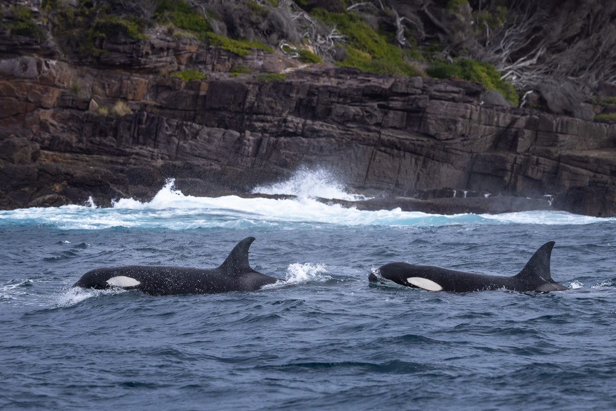 Two killer whales in the ocean