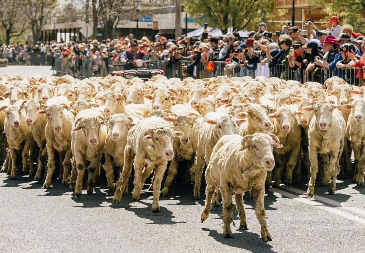 sheep parade in town's main street