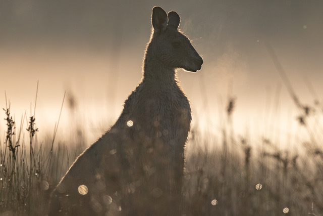 Guests can spend hours watching the wildlife on the property and nearby Merriwinga Creek. 