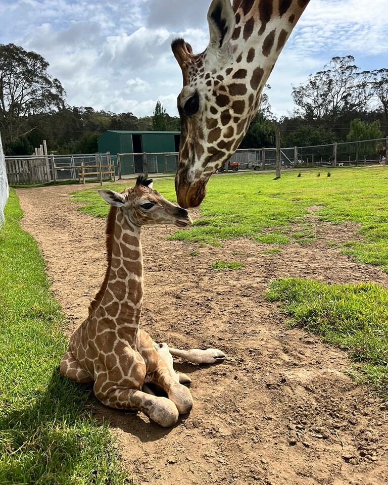 A young giraffe on the ground touching its nose to an adult giraffe bending down