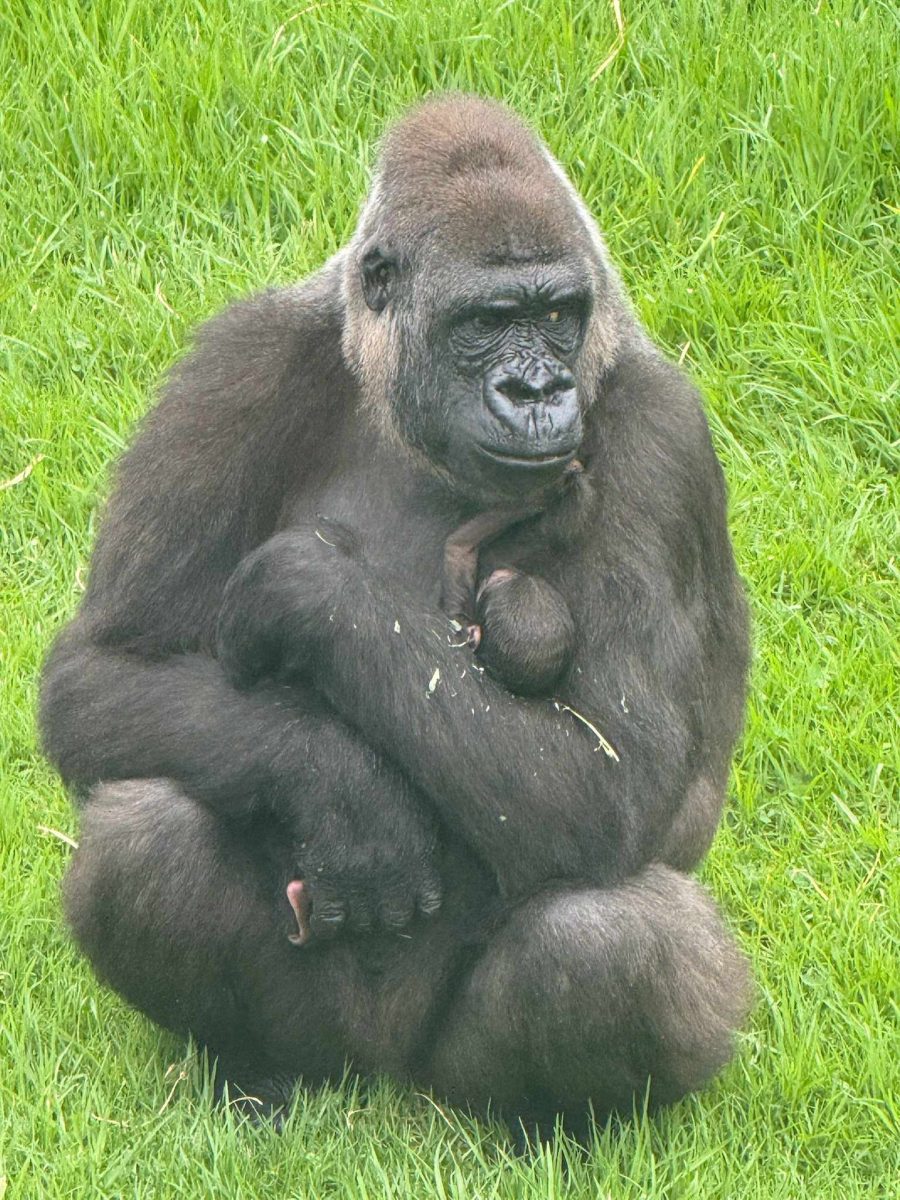 Gorilla Kipensi has had her second baby - but this is the first time she's gotten to be a mum. 