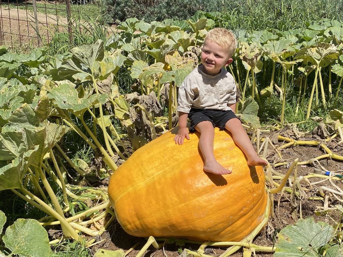 Two-year-old Max Douglas atop Gretel the pumpkin grown by his grandfather Richard Clarke.