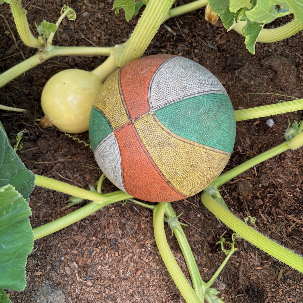 Gretel the pumpkin on 14 January this year, before becoming a giant.