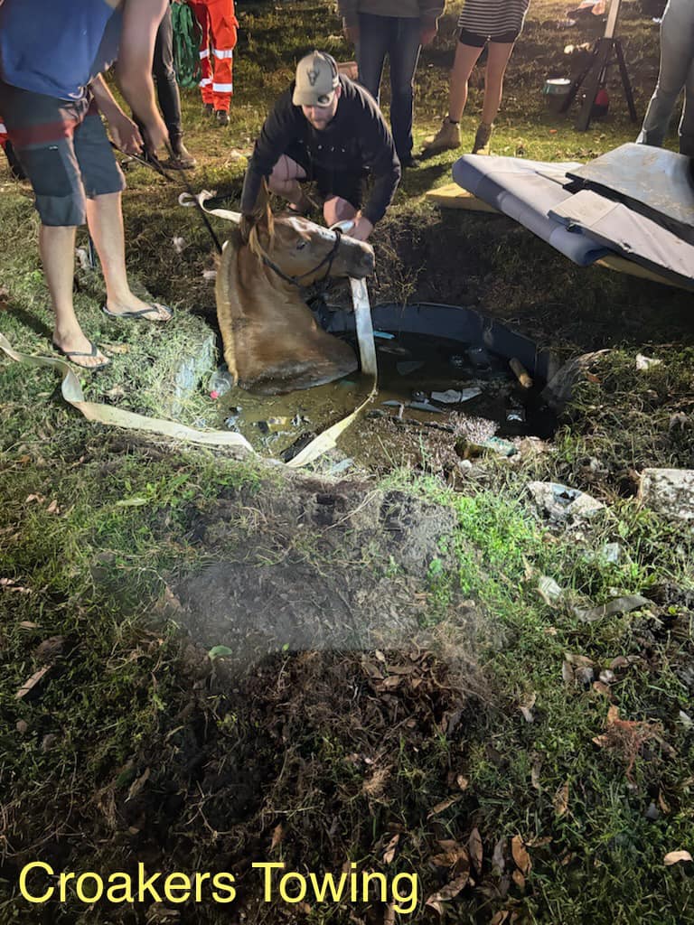 People standing around a horse in a hole