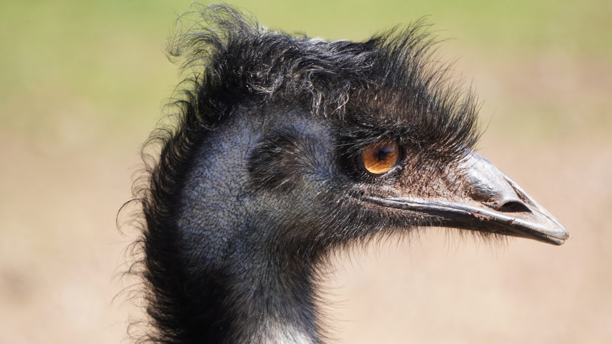 Emu