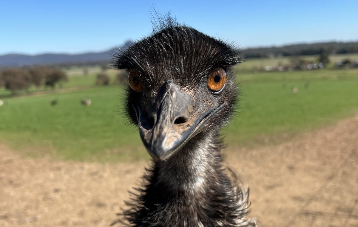 Emu