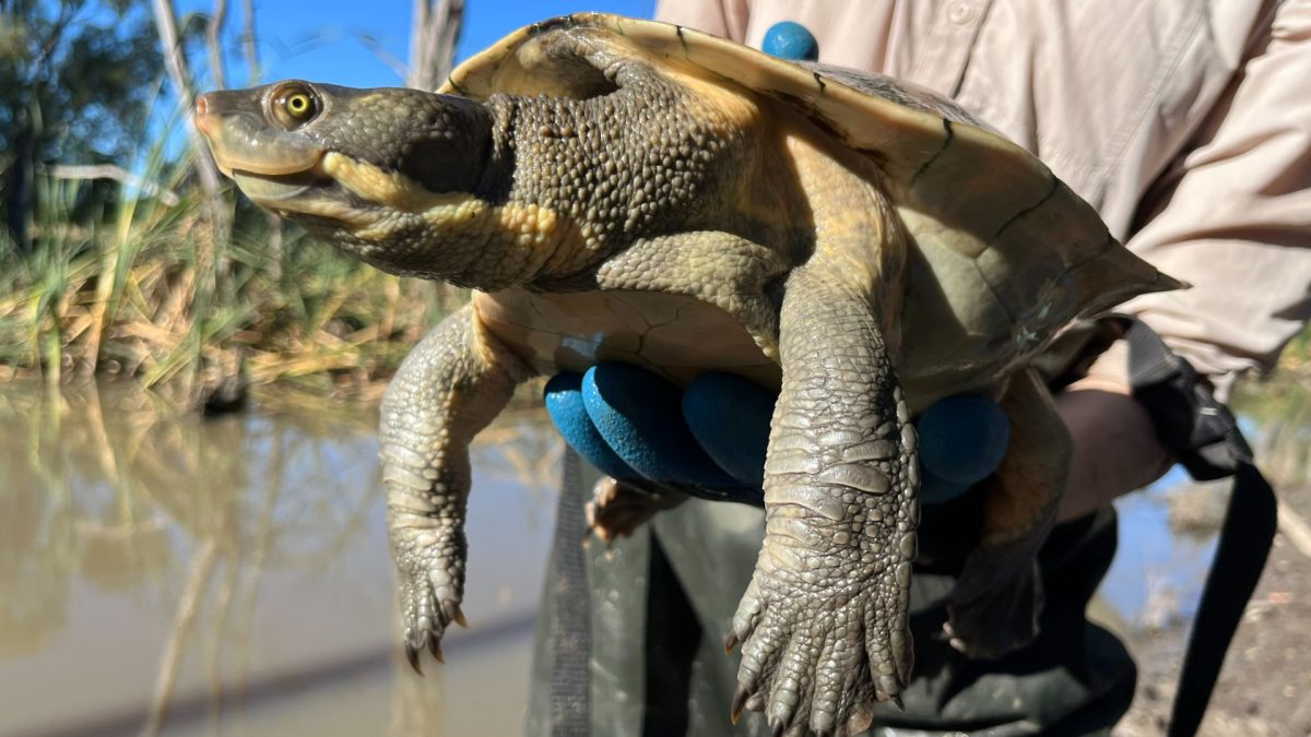 man holding turtle